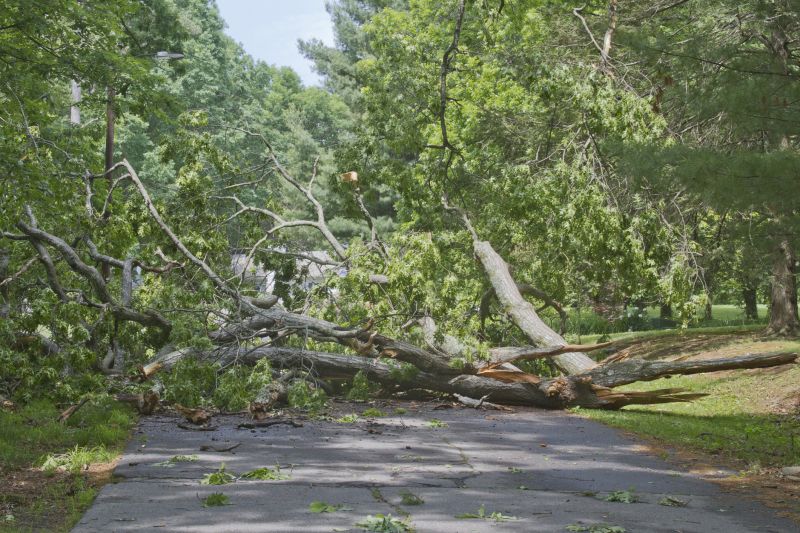 Storm Damage Tree on Road
