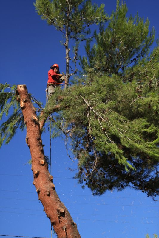 Pine Tree Trimming
