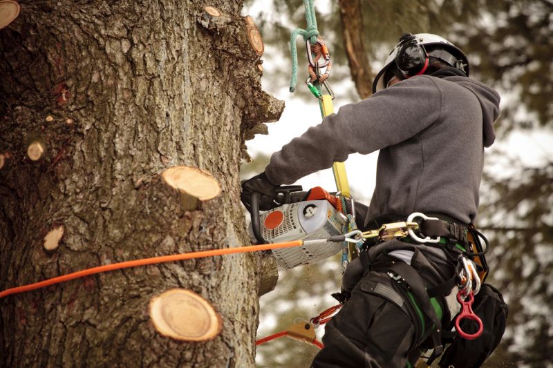 Expert Tree Care