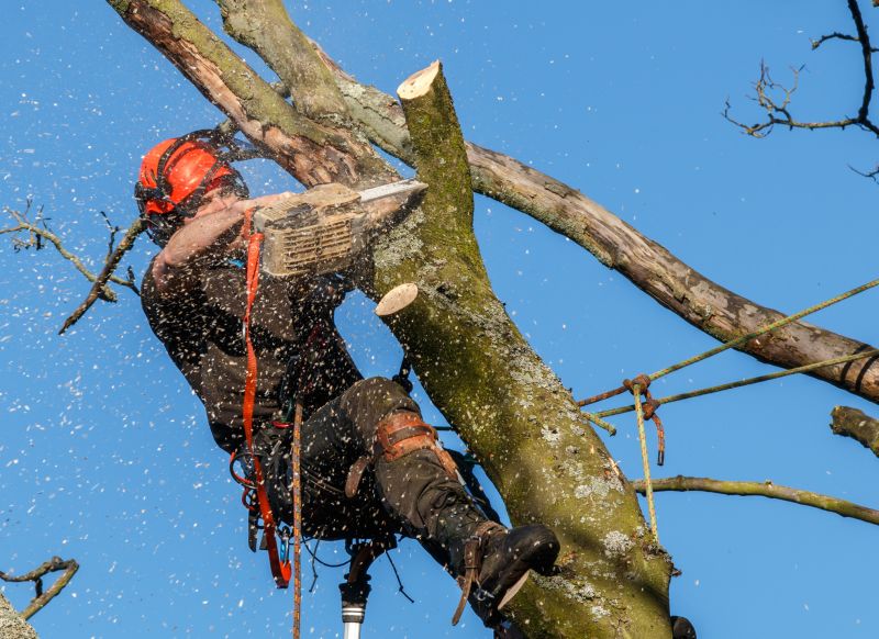 Aerial Tree Work