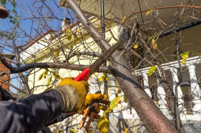 Tree Trimming in Fall