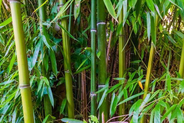 Cost of Bamboo Trimming in Albuquerque