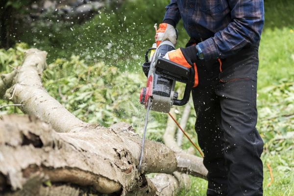 Cost of Branch Removal Service in Albuquerque