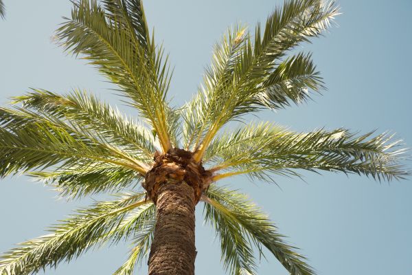 Palm Tree Pruning in Albuquerque