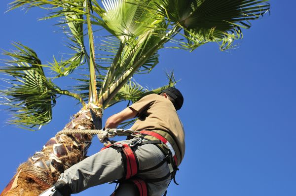 Palm Tree Trimming in Albuquerque