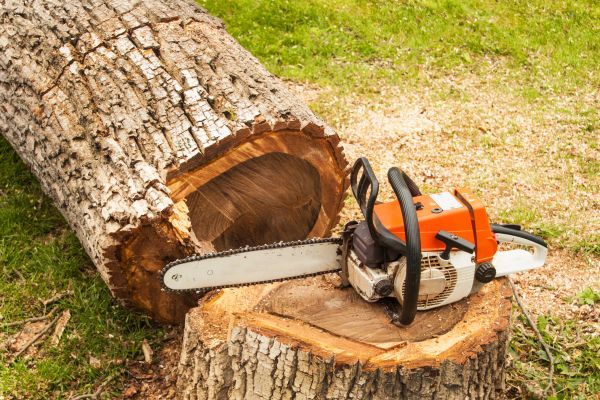 Tree Cutting Service in Albuquerque