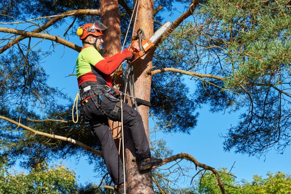 Tree Service in Albuquerque
