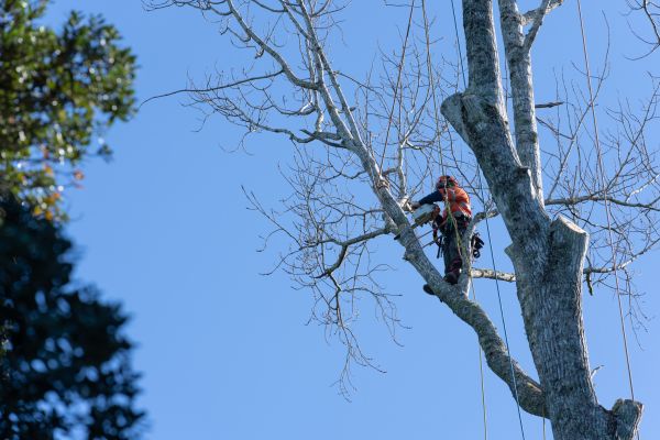 Cost of Tree Topping Service in Albuquerque