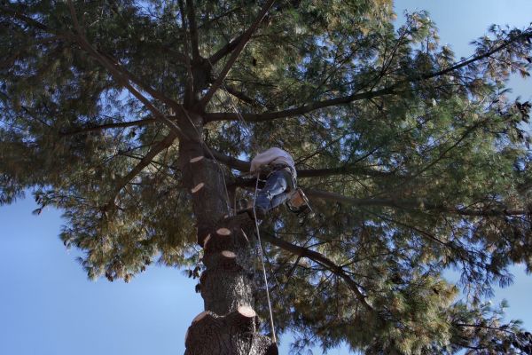 Trimming Service in Albuquerque