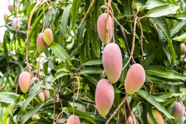 Cost of Mango Tree Trimming in Albuquerque