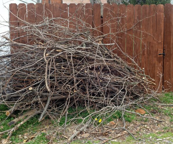 Dead Branch Removal in Albuquerque