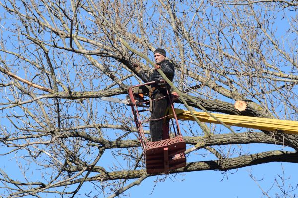Emergency Tree Trimming in Albuquerque