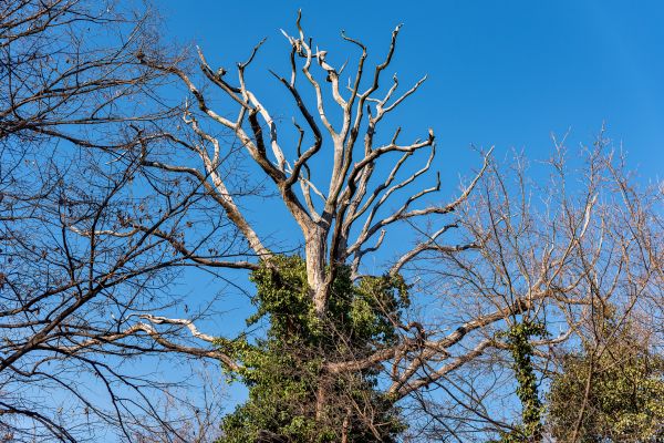 Deadwood Removal in Albuquerque