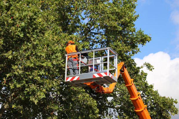 Commercial Tree Service in Albuquerque