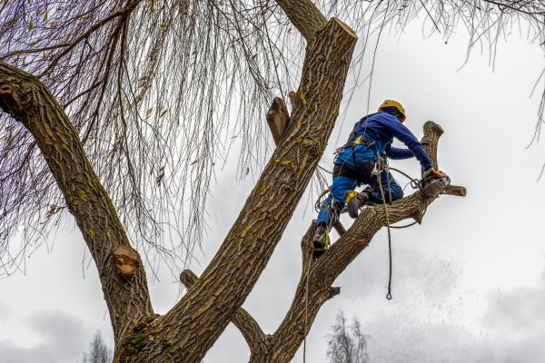 Cost of Tree Maintenance Service in Albuquerque