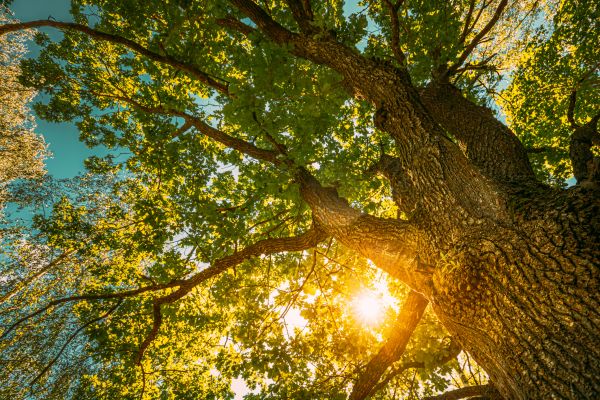 Oak Tree Pruning in Albuquerque