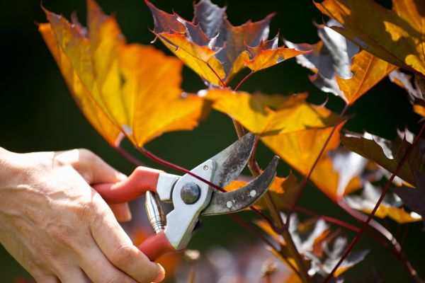 Maple Tree Pruning in Albuquerque