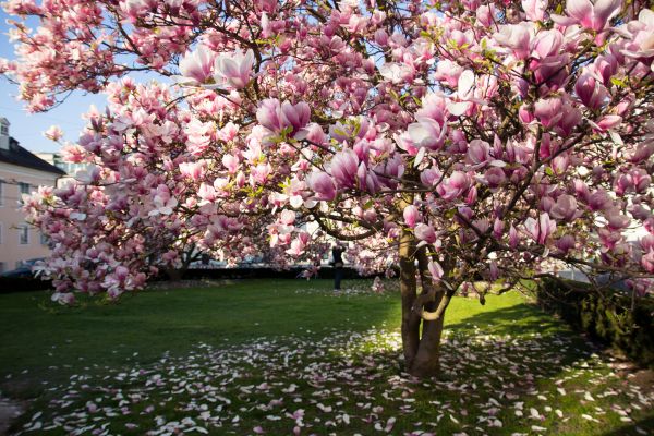 Cost of Magnolia Tree Pruning in Albuquerque