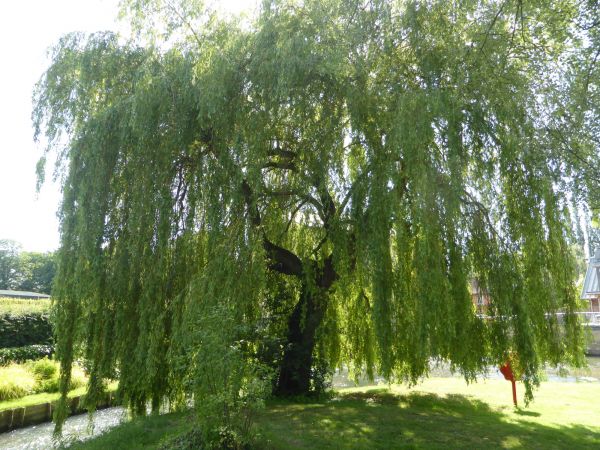Cost of Willow Tree Trimming in Albuquerque