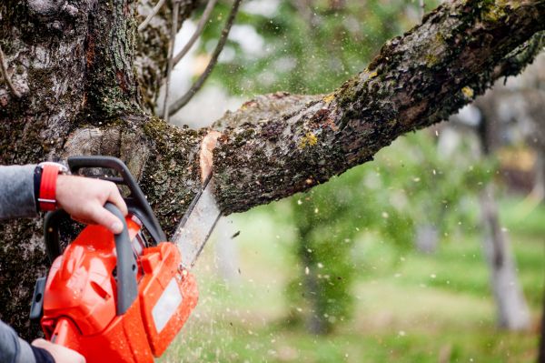 Tree Limbs Removal in Albuquerque