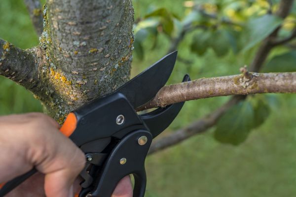 Cost of Tree Limb Cutting in Albuquerque