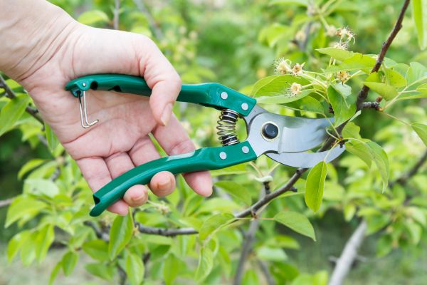 Pear Tree Pruning in Albuquerque