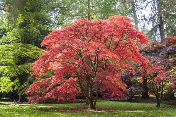 Japanese Maple Pruning in Albuquerque