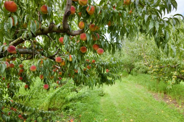 Peach Tree Pruning in Albuquerque