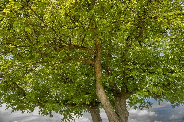 Cost of Walnut Tree Trimming in Albuquerque