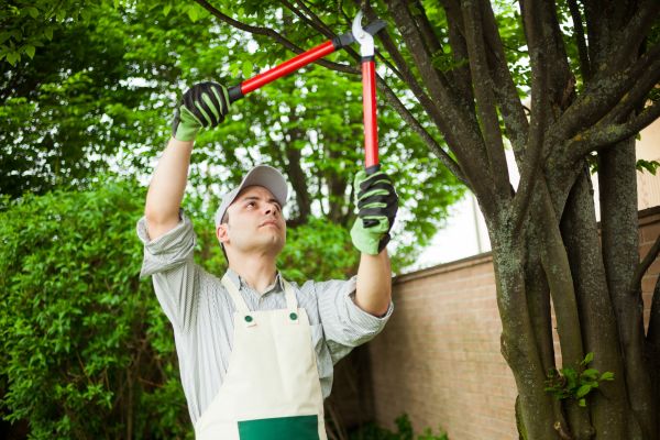 Tree Limb Pruning in Albuquerque