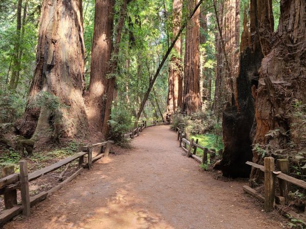 Cost of Redwood Tree Pruning in Albuquerque