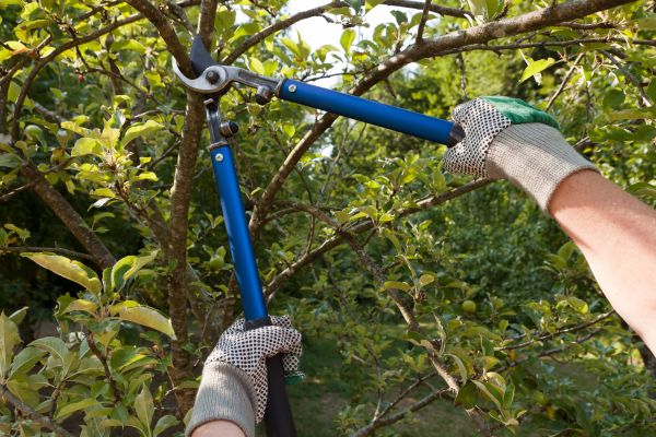 Cost of Residential Tree Pruning in Albuquerque