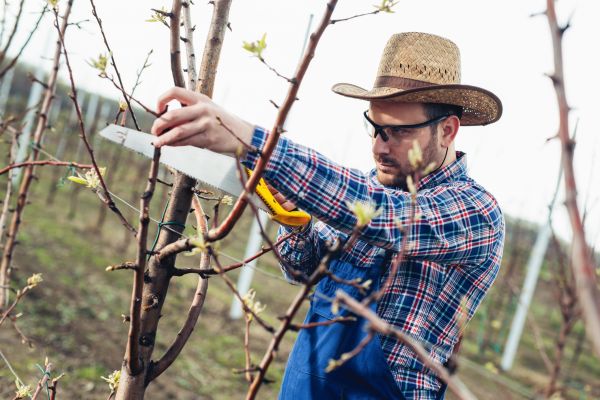 Orchard Tree Pruning in Albuquerque