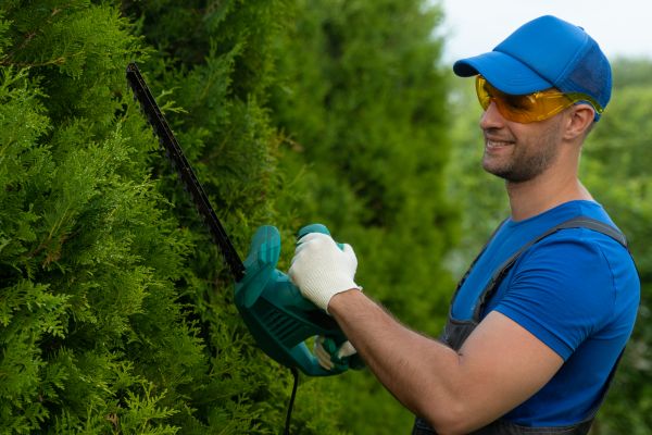 Tree Shaping Service in Albuquerque