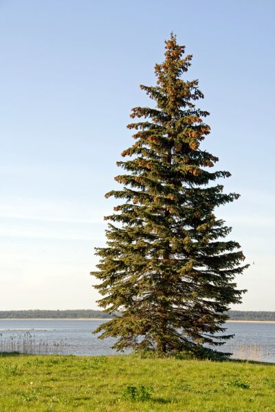 Cost of Spruce Tree Pruning in Albuquerque