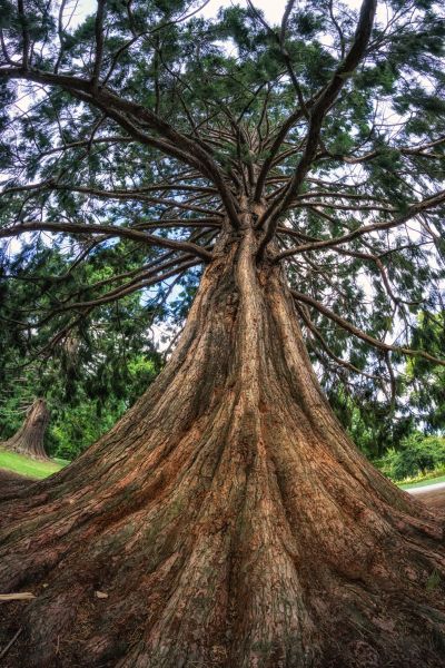 Cost of Cedar Tree Pruning in Albuquerque