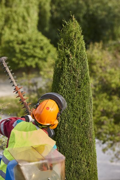 Cost of Cypress Tree Trimming in Albuquerque