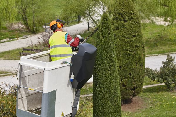 Cost of Cypress Tree Pruning in Albuquerque