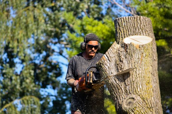 Cost of Ash Tree Pruning in Albuquerque
