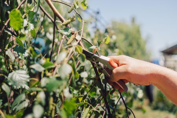 Cost of Birch Tree Pruning in Albuquerque
