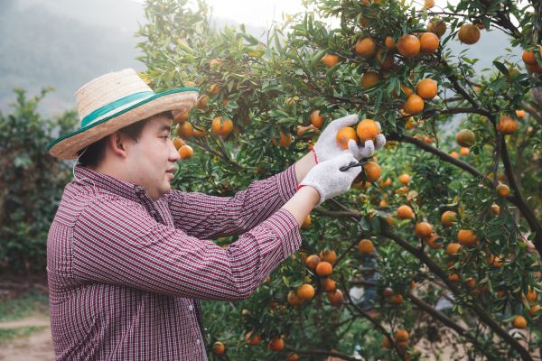 Cost of Orange Tree Pruning in Albuquerque