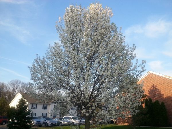 Cost of Bradford Pear Tree Pruning in Albuquerque