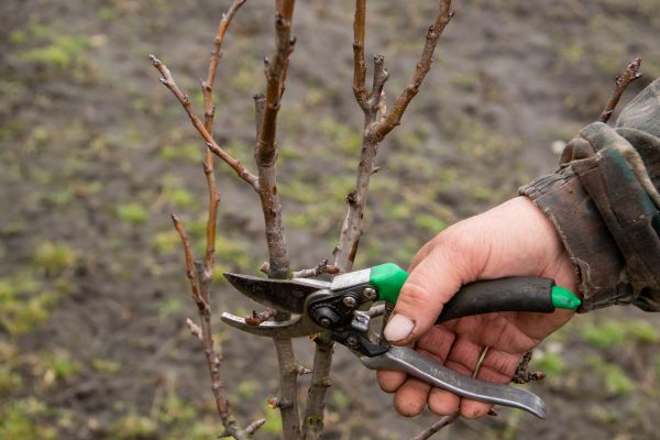 Pear Trees Pruning in Albuquerque