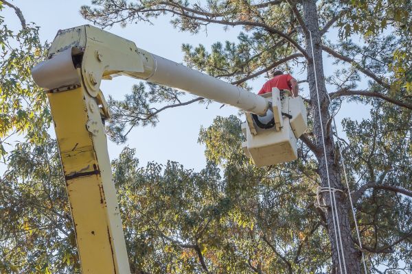 Cost of Limbs Trimming in Albuquerque