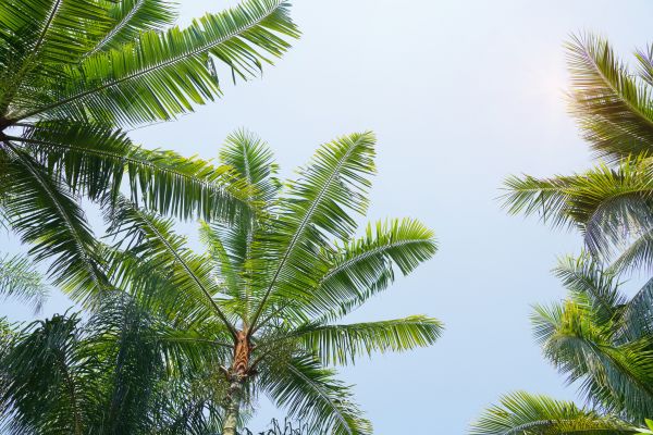 Queen Palm Tree Trimming in Albuquerque