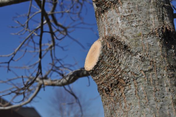Limb Pruning in Albuquerque