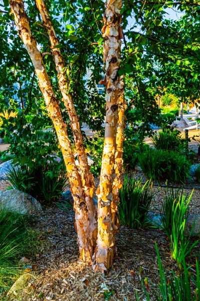 Cost of River Birch Trimming in Albuquerque