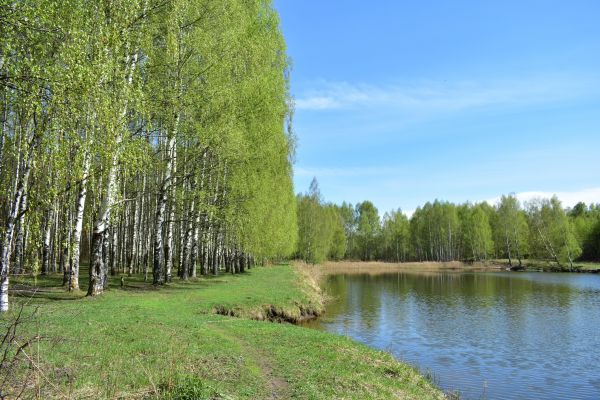 Cost of River Birch Pruning in Albuquerque