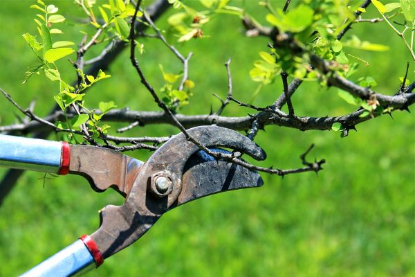 Branches Pruning in Albuquerque