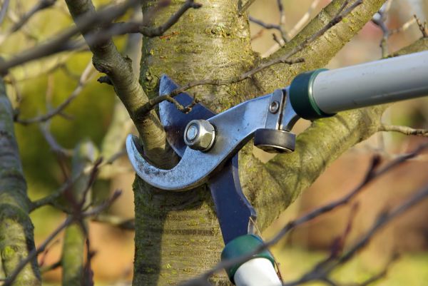 Tree Limb Trimming Service in Albuquerque